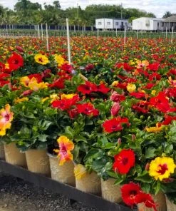 Brighter Blooms Bloom Bash® Hollywood® Hibiscus 7 Brighter Blooms Bloom Bash® Hollywood® Hibiscus