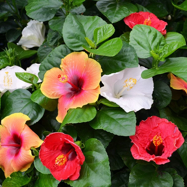 Brighter Blooms Bloom Bash® Hollywood® Hibiscus 1 Brighter Blooms Bloom Bash® Hollywood® Hibiscus