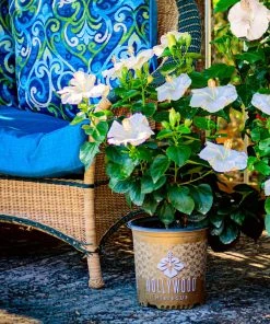 Brighter Blooms Earth Angel™ Hollywood® Hibiscus 6 Brighter Blooms Earth Angel™ Hollywood® Hibiscus