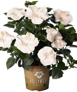 Brighter Blooms Earth Angel™ Hollywood® Hibiscus 7 Brighter Blooms Earth Angel™ Hollywood® Hibiscus