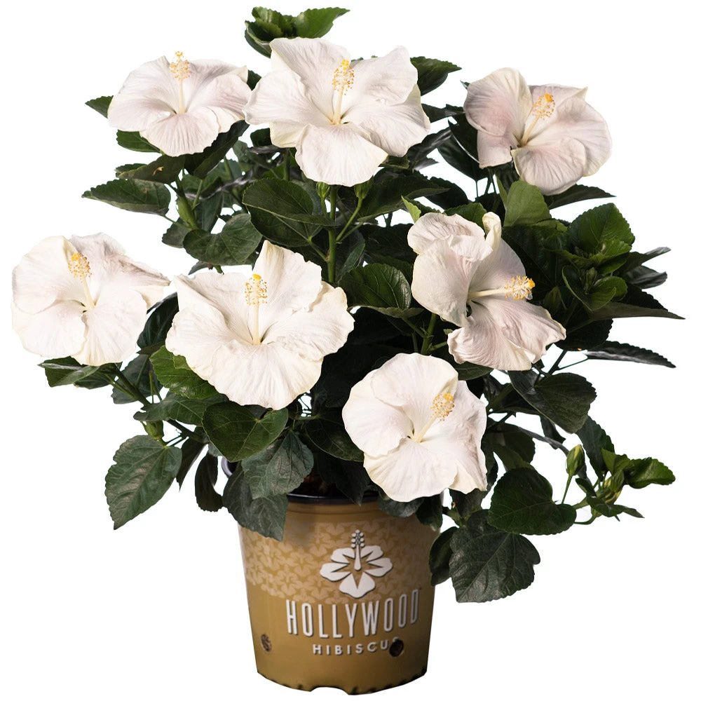 Brighter Blooms Earth Angel™ Hollywood® Hibiscus 4 Brighter Blooms Earth Angel™ Hollywood® Hibiscus