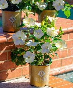 Brighter Blooms Earth Angel™ Hollywood® Hibiscus