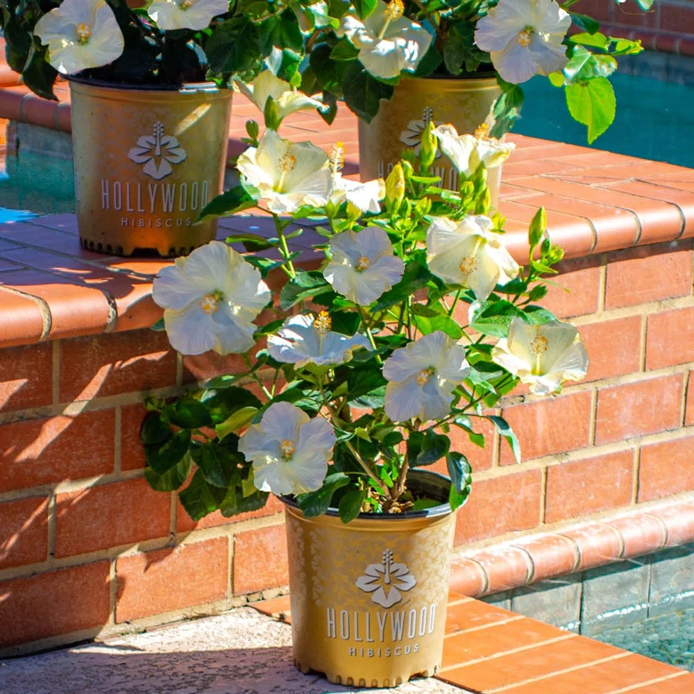 Brighter Blooms Earth Angel™ Hollywood® Hibiscus 2 Brighter Blooms Earth Angel™ Hollywood® Hibiscus