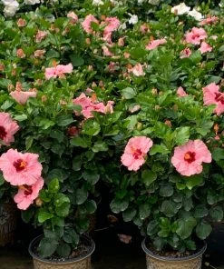 Brighter Blooms Pop Star™ Hollywood® Hibiscus