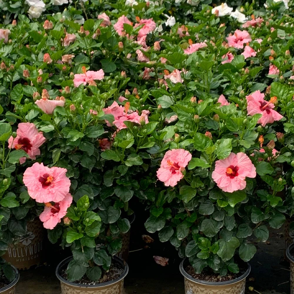 Brighter Blooms Pop Star™ Hollywood® Hibiscus 2 Brighter Blooms Pop Star™ Hollywood® Hibiscus