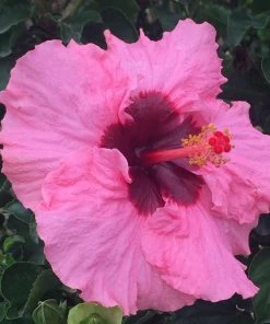 Brighter Blooms Pop Star™ Hollywood® Hibiscus 5 Brighter Blooms Pop Star™ Hollywood® Hibiscus