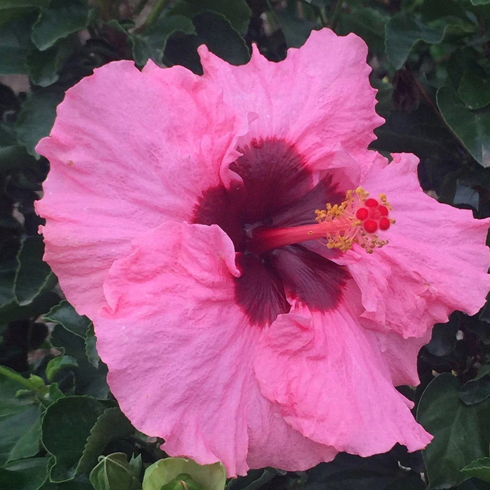 Brighter Blooms Pop Star™ Hollywood® Hibiscus 3 Brighter Blooms Pop Star™ Hollywood® Hibiscus