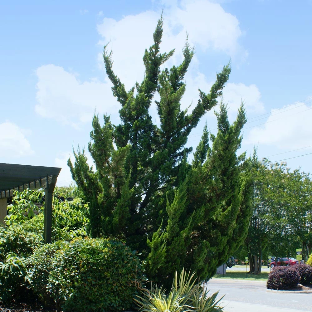 Brighter Blooms Evergreen & Privacy Hollywood Juniper Tree 2 Brighter Blooms Evergreen & Privacy Hollywood Juniper Tree