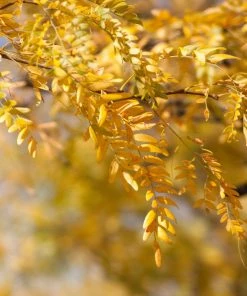 Brighter Blooms Shade Trees Shademaster Honeylocust Tree 7 Brighter Blooms Shade Trees Shademaster Honeylocust Tree