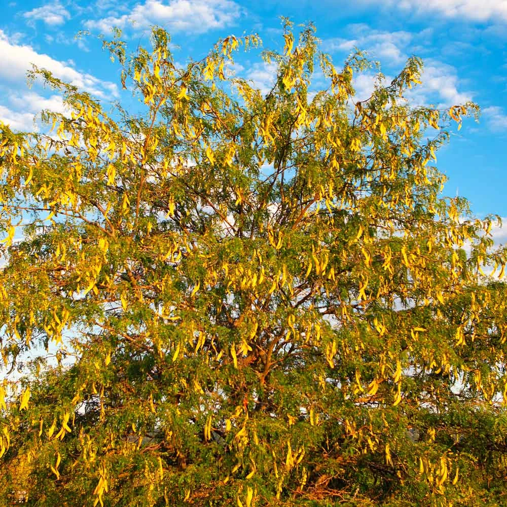 Brighter Blooms Shade Trees Shademaster Honeylocust Tree 5 Brighter Blooms Shade Trees Shademaster Honeylocust Tree