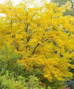 Brighter Blooms Shade Trees Shademaster Honeylocust Tree