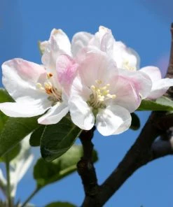 Brighter Blooms Honeycrisp Apple Tree Fruit Trees 5 Brighter Blooms Honeycrisp Apple Tree Fruit Trees