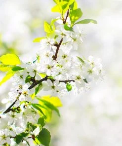 Brighter Blooms Honeygold Apple Tree 8 Brighter Blooms Honeygold Apple Tree