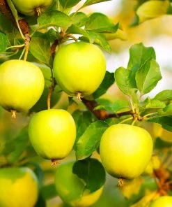 Brighter Blooms Honeygold Apple Tree 7 Brighter Blooms Honeygold Apple Tree