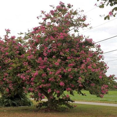Brighter Blooms Flowering Trees Hong Kong Orchid Tree 2 Brighter Blooms Flowering Trees Hong Kong Orchid Tree