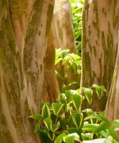 Brighter Blooms Flowering Trees Hopi Crape Myrtle Tree