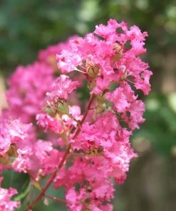 Brighter Blooms Flowering Trees Hopi Crape Myrtle Tree