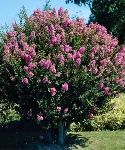 Brighter Blooms Flowering Trees Hopi Crape Myrtle Tree
