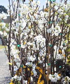 Brighter Blooms Fruit Trees Hosui Asian Pear Tree 9 Brighter Blooms Fruit Trees Hosui Asian Pear Tree