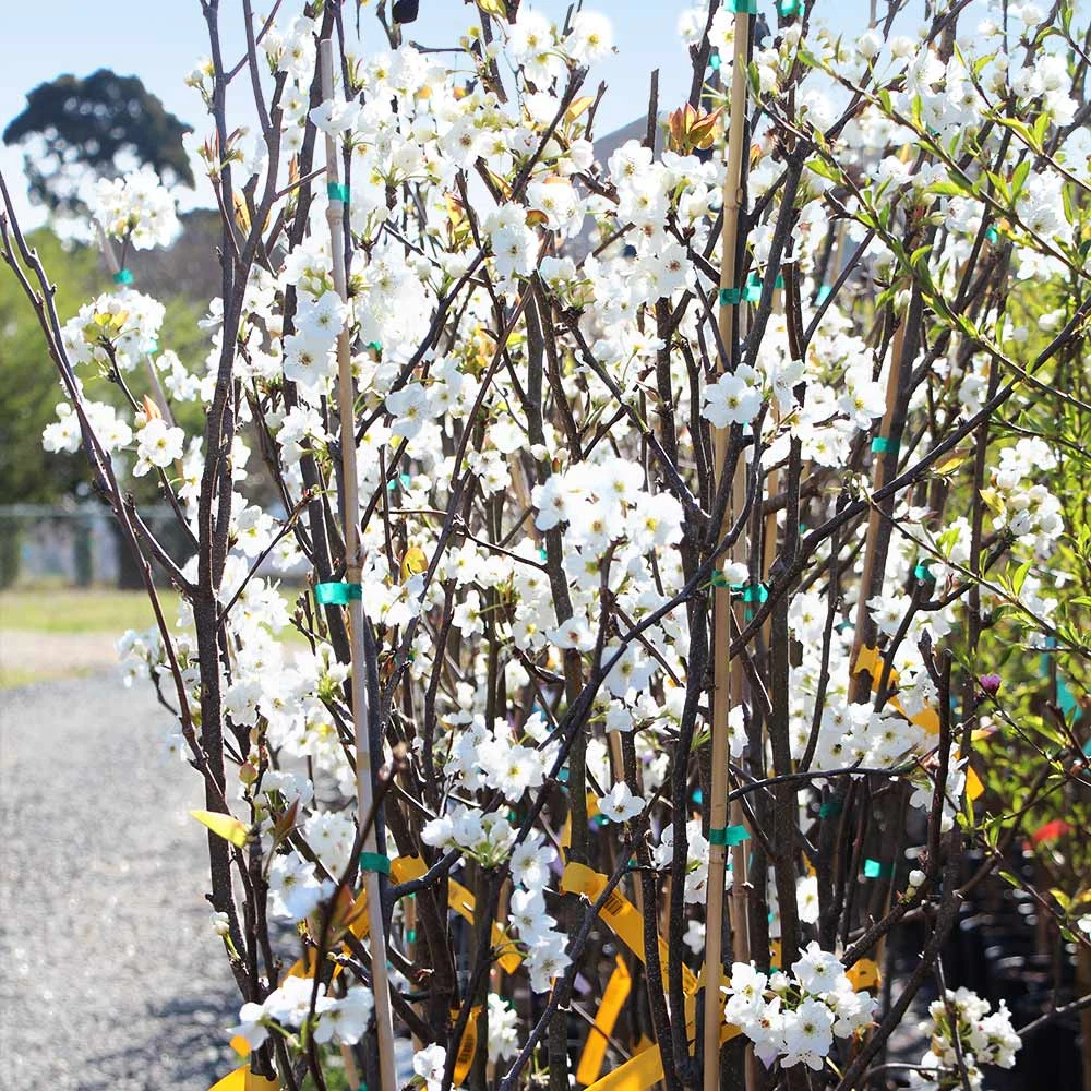 Brighter Blooms Fruit Trees Hosui Asian Pear Tree 4 Brighter Blooms Fruit Trees Hosui Asian Pear Tree
