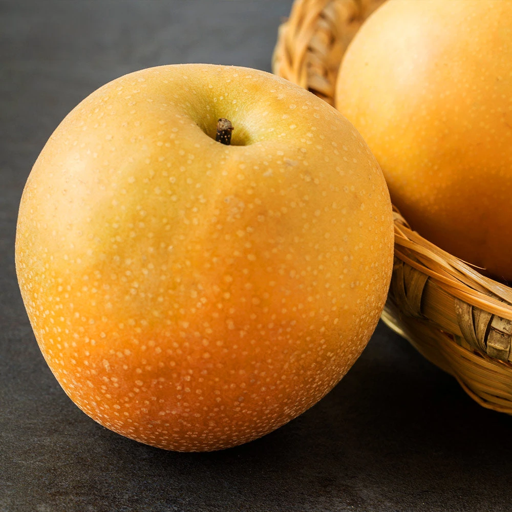 Brighter Blooms Fruit Trees Hosui Asian Pear Tree 2 Brighter Blooms Fruit Trees Hosui Asian Pear Tree