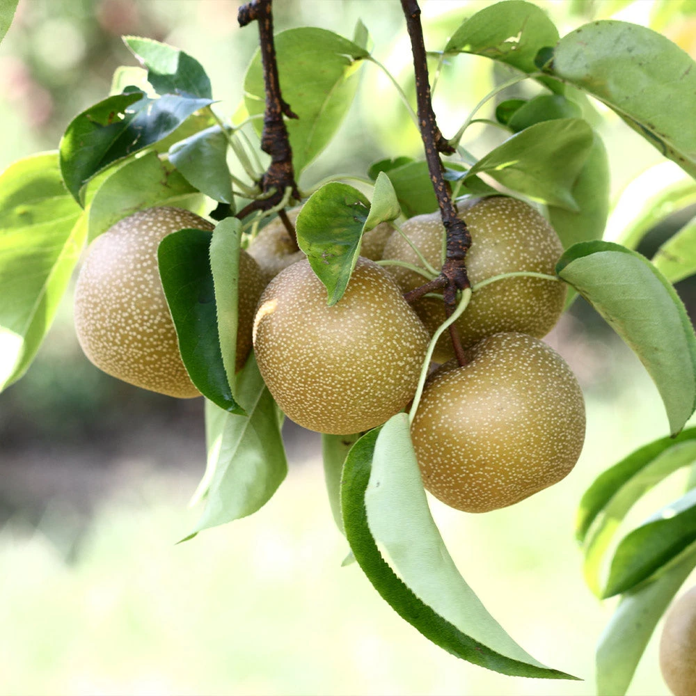 Brighter Blooms Fruit Trees Hosui Asian Pear Tree 3 Brighter Blooms Fruit Trees Hosui Asian Pear Tree