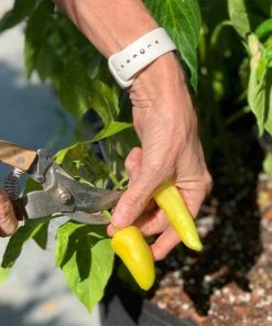 Brighter Blooms Patio Hot Pepper Garden House & Patio 7 Brighter Blooms Patio Hot Pepper Garden House & Patio