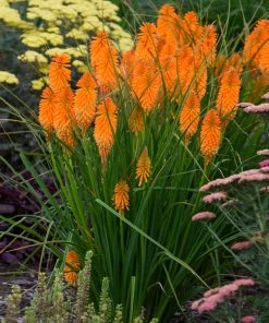 Brighter Blooms Pyromania® ‘Orange Blaze’ Red Hot Poker Plant SHOP ALL 5 Brighter Blooms Pyromania® ‘Orange Blaze’ Red Hot Poker Plant SHOP ALL