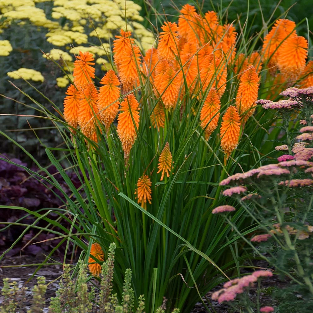 Brighter Blooms Pyromania® ‘Orange Blaze’ Red Hot Poker Plant SHOP ALL 2 Brighter Blooms Pyromania® ‘Orange Blaze’ Red Hot Poker Plant SHOP ALL
