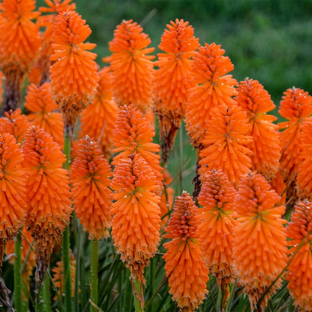Brighter Blooms Pyromania® ‘Orange Blaze’ Red Hot Poker Plant SHOP ALL 3 Brighter Blooms Pyromania® ‘Orange Blaze’ Red Hot Poker Plant SHOP ALL