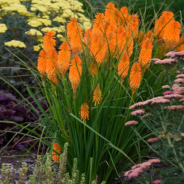 Brighter Blooms Pyromania® ‘Orange Blaze’ Red Hot Poker Plant SHOP ALL 1 Brighter Blooms Pyromania® ‘Orange Blaze’ Red Hot Poker Plant SHOP ALL