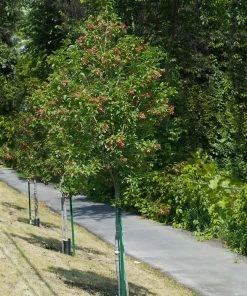 Brighter Blooms Hot Wings® Maple Tree 11 Brighter Blooms Hot Wings® Maple Tree