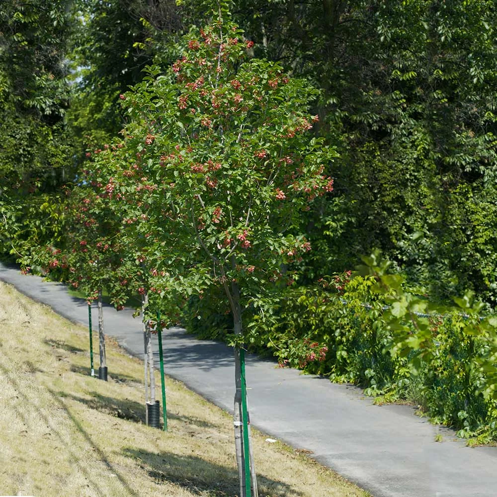 Brighter Blooms Hot Wings® Maple Tree 6 Brighter Blooms Hot Wings® Maple Tree