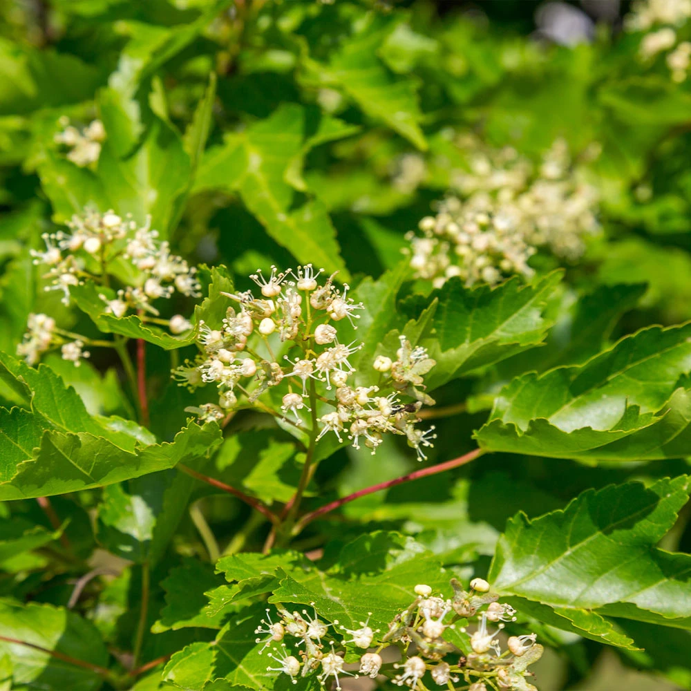 Brighter Blooms Hot Wings® Maple Tree 5 Brighter Blooms Hot Wings® Maple Tree