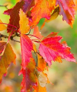 Brighter Blooms Hot Wings® Maple Tree 9 Brighter Blooms Hot Wings® Maple Tree