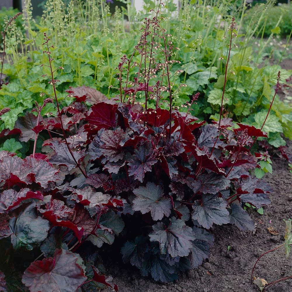 Brighter Blooms Palace Purple Heuchera Perennials 2 Brighter Blooms Palace Purple Heuchera Perennials