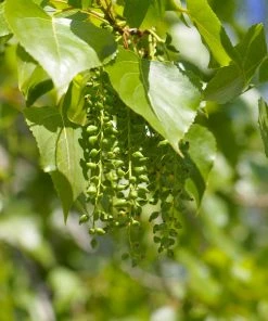 Brighter Blooms Hybrid Poplar Tree Shade Trees 9 Brighter Blooms Hybrid Poplar Tree Shade Trees