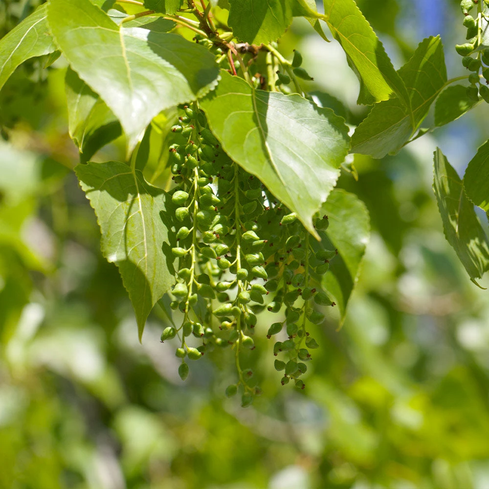 Brighter Blooms Hybrid Poplar Tree Shade Trees 5 Brighter Blooms Hybrid Poplar Tree Shade Trees