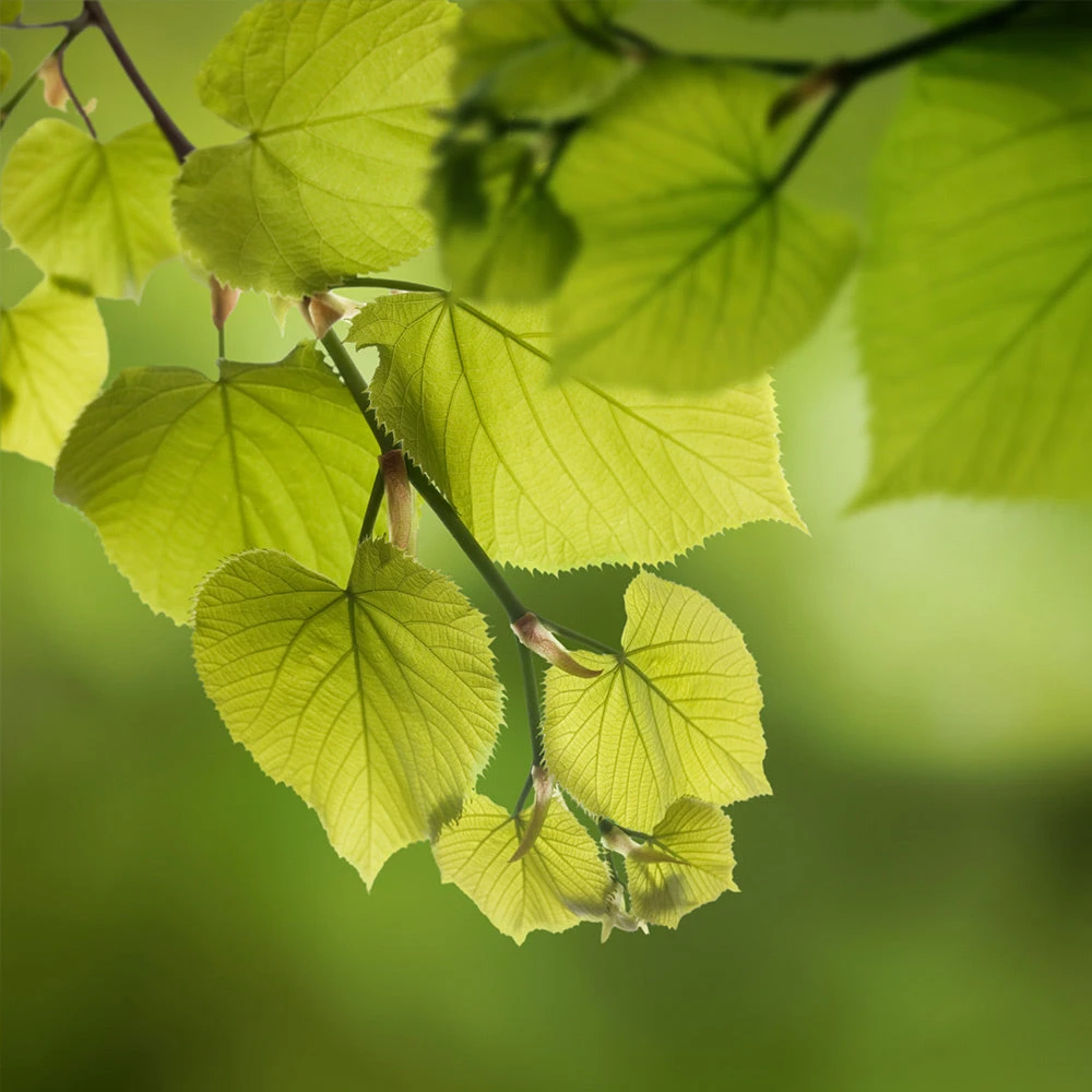 Brighter Blooms Hybrid Poplar Tree Shade Trees 4 Brighter Blooms Hybrid Poplar Tree Shade Trees