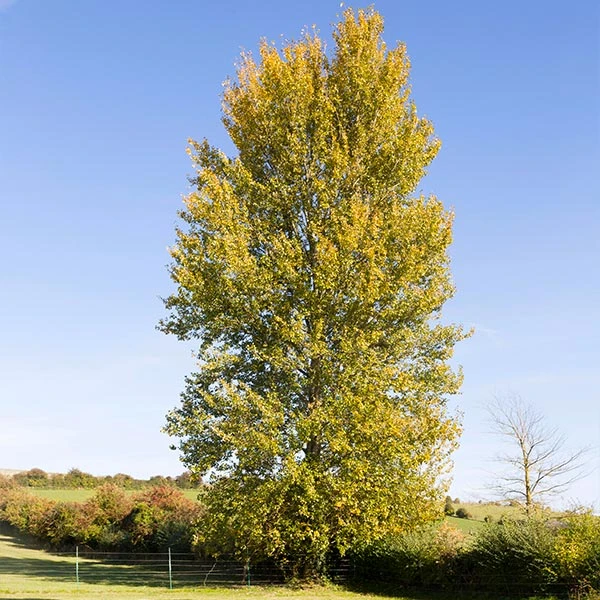 Brighter Blooms Hybrid Poplar Tree Shade Trees 1 Brighter Blooms Hybrid Poplar Tree Shade Trees