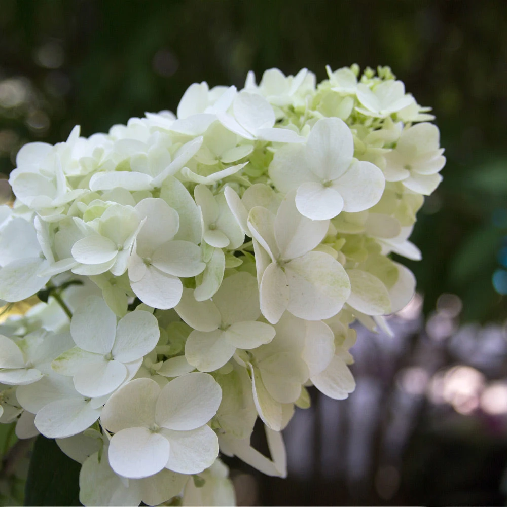 NO WARRANTY Fire Light® Hydrangea Shrub Shrubs & Hedges 4 NO WARRANTY Fire Light® Hydrangea Shrub Shrubs & Hedges