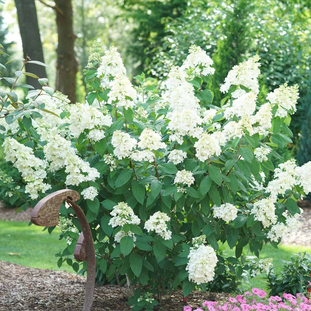 Brighter Blooms Fire Light® Hydrangea Shrub 3 Brighter Blooms Fire Light® Hydrangea Shrub