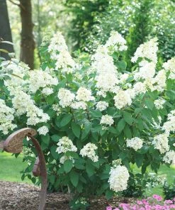NO WARRANTY Fire Light® Hydrangea Shrub Shrubs & Hedges 7 NO WARRANTY Fire Light® Hydrangea Shrub Shrubs & Hedges