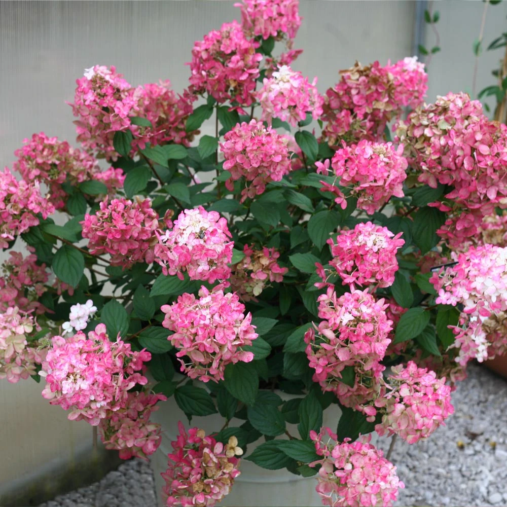 NO WARRANTY Fire Light® Hydrangea Shrub Shrubs & Hedges 2 NO WARRANTY Fire Light® Hydrangea Shrub Shrubs & Hedges