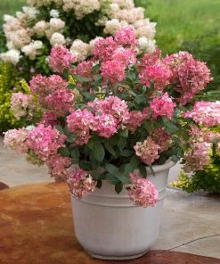 Brighter Blooms Fire Light® Hydrangea Shrub 10 Brighter Blooms Fire Light® Hydrangea Shrub