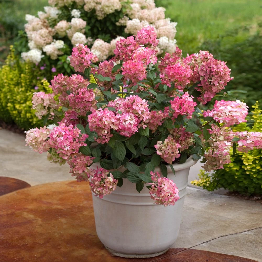 NO WARRANTY Fire Light® Hydrangea Shrub Shrubs & Hedges 5 NO WARRANTY Fire Light® Hydrangea Shrub Shrubs & Hedges