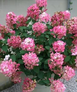NO WARRANTY Fire Light® Hydrangea Shrub Shrubs & Hedges