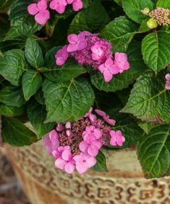 Brighter Blooms Shrubs & Hedges Endless Summer® Pop Star™ Hydrangea 8 Brighter Blooms Shrubs & Hedges Endless Summer® Pop Star™ Hydrangea