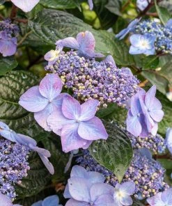 Brighter Blooms Shrubs & Hedges Endless Summer® Pop Star™ Hydrangea 9 Brighter Blooms Shrubs & Hedges Endless Summer® Pop Star™ Hydrangea