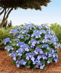 Brighter Blooms Shrubs & Hedges Endless Summer® Pop Star™ Hydrangea